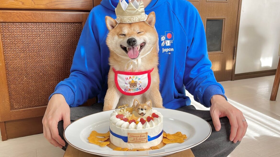5歳のお誕生日を迎えた豆柴を盛大にお祝いしました！