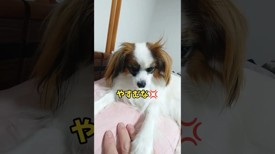 撫でるのやめたら💛