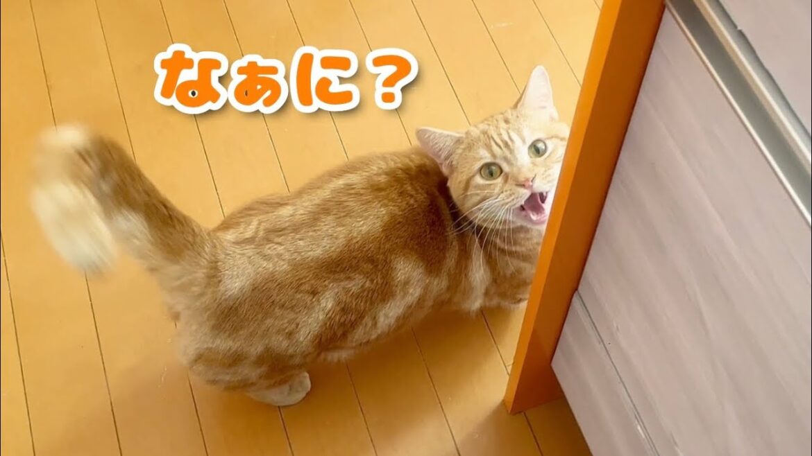 言葉が通じてる気がする猫ちゃーぼーがかわいすぎる! #猫 #マンチカン 言葉が通じてる気がする猫ちゃーぼーがかわいすぎる! #猫 #マンチカン
