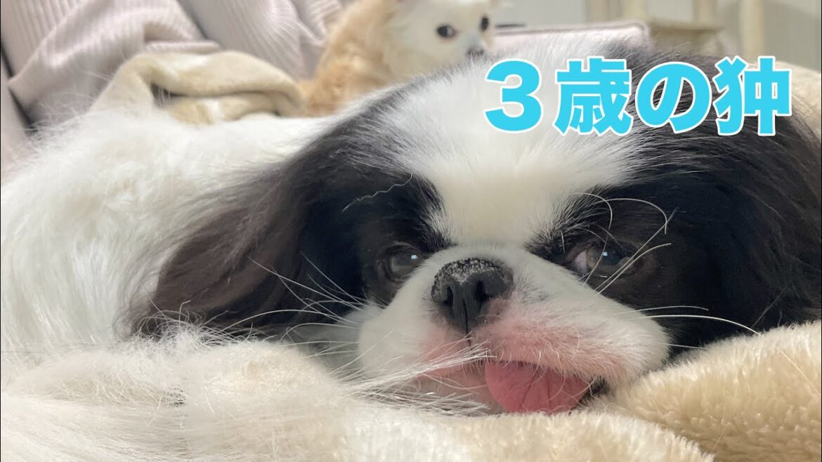 【狆の天ちゃん】3歳の誕生日