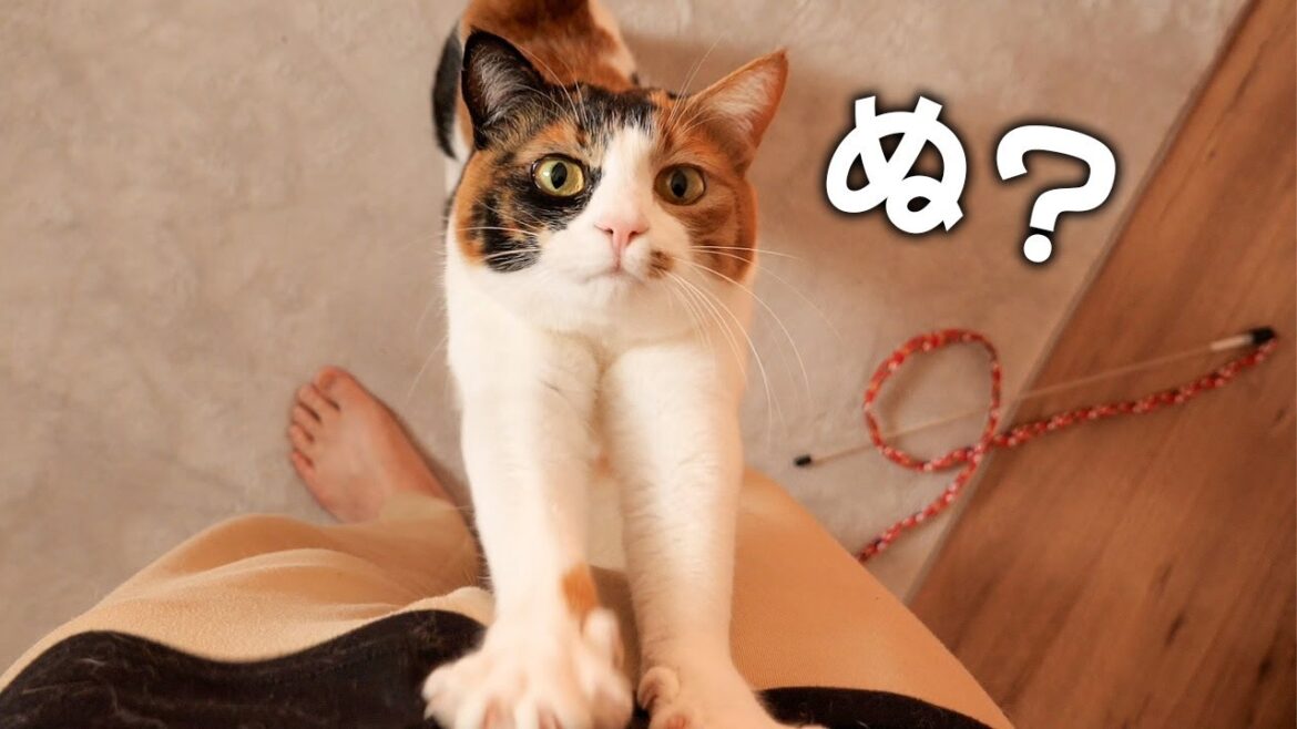 猫の鳴き声に異常があるかもしれないので全員強制的に鳴かせてチェックします 猫の鳴き声に異常があるかもしれないので全員強制的に鳴かせてチェックします