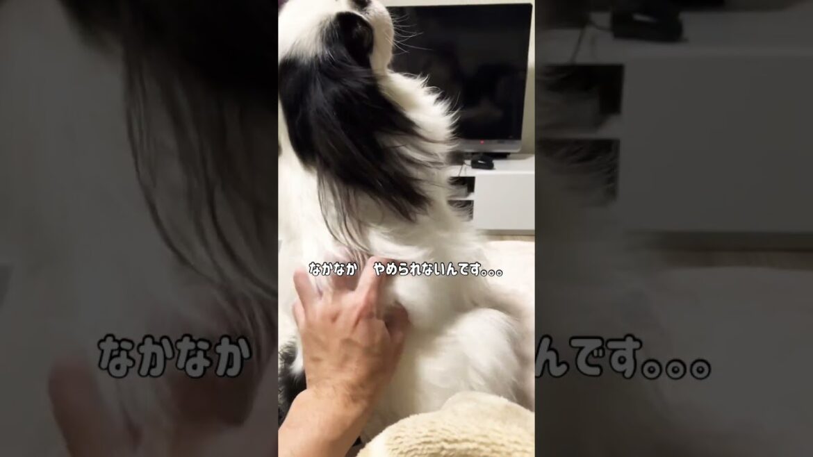 【狆の天ちゃん】マッサージはやめられない