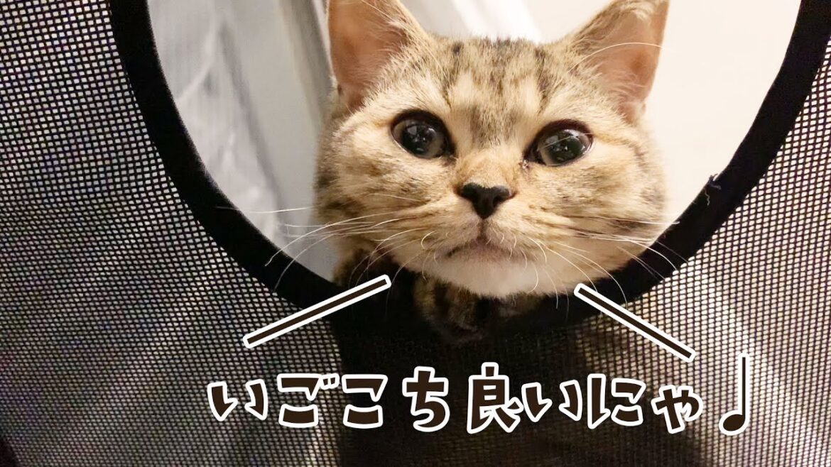 子猫に生後5か月のお祝いにプレゼントをしたらこうなりました… #116【生後156日目 スコティッシュフォールド】 子猫に生後5か月のお祝いにプレゼントをしたらこうなりました... #116【生後156日目 スコティッシュフォールド】