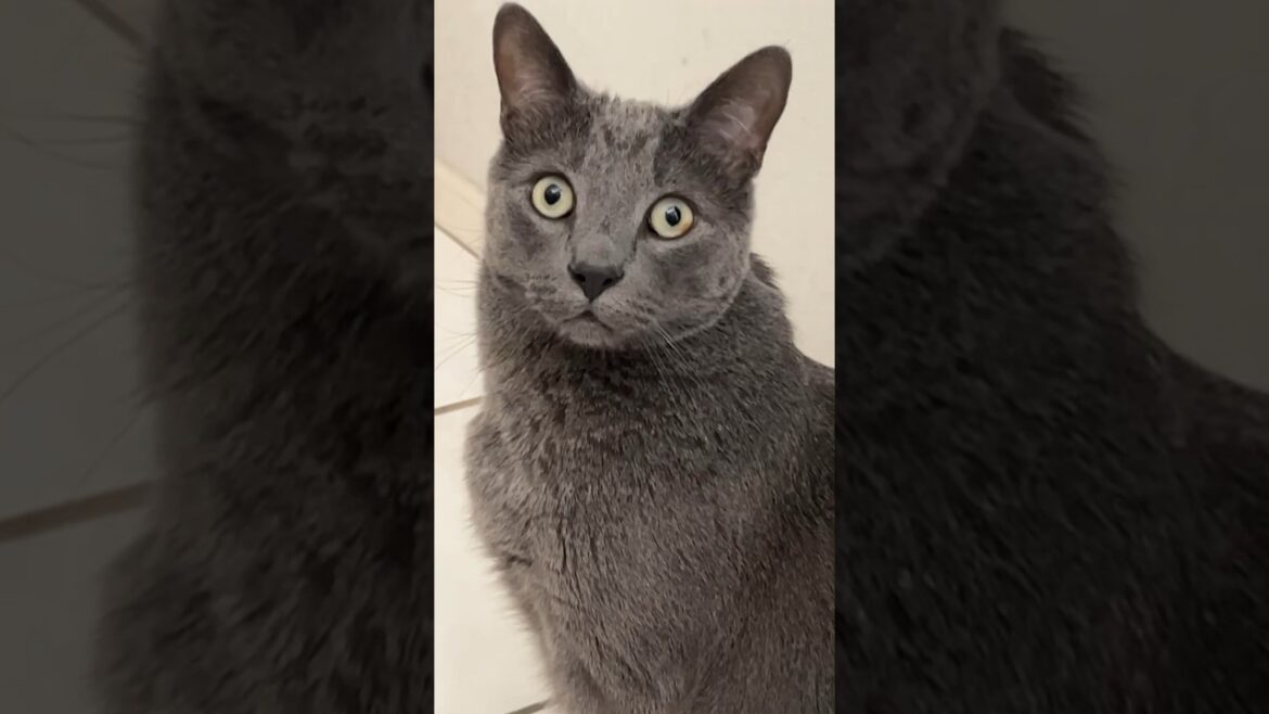 cat stares into your soul #russianblue #cat