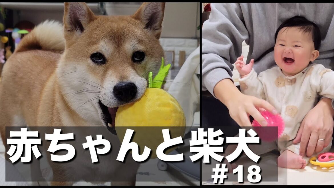 母性あふれる優しい姉柴を見て爆笑し、天真爛漫に育つ赤ちゃん
