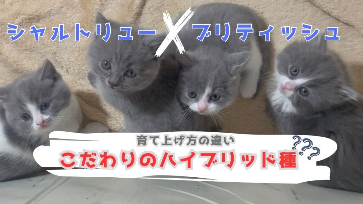 シャルトリューとブリティッシュ【ハイブリッドな掛け合わせ子猫】