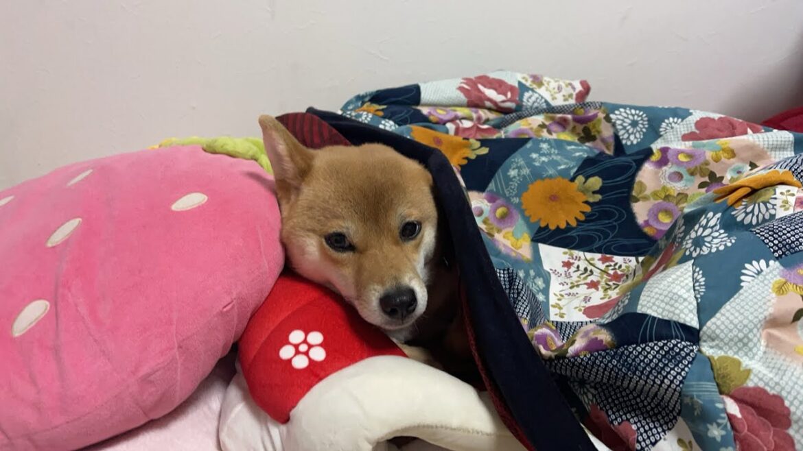 柴犬小夏Konachannel がライブ配信中！