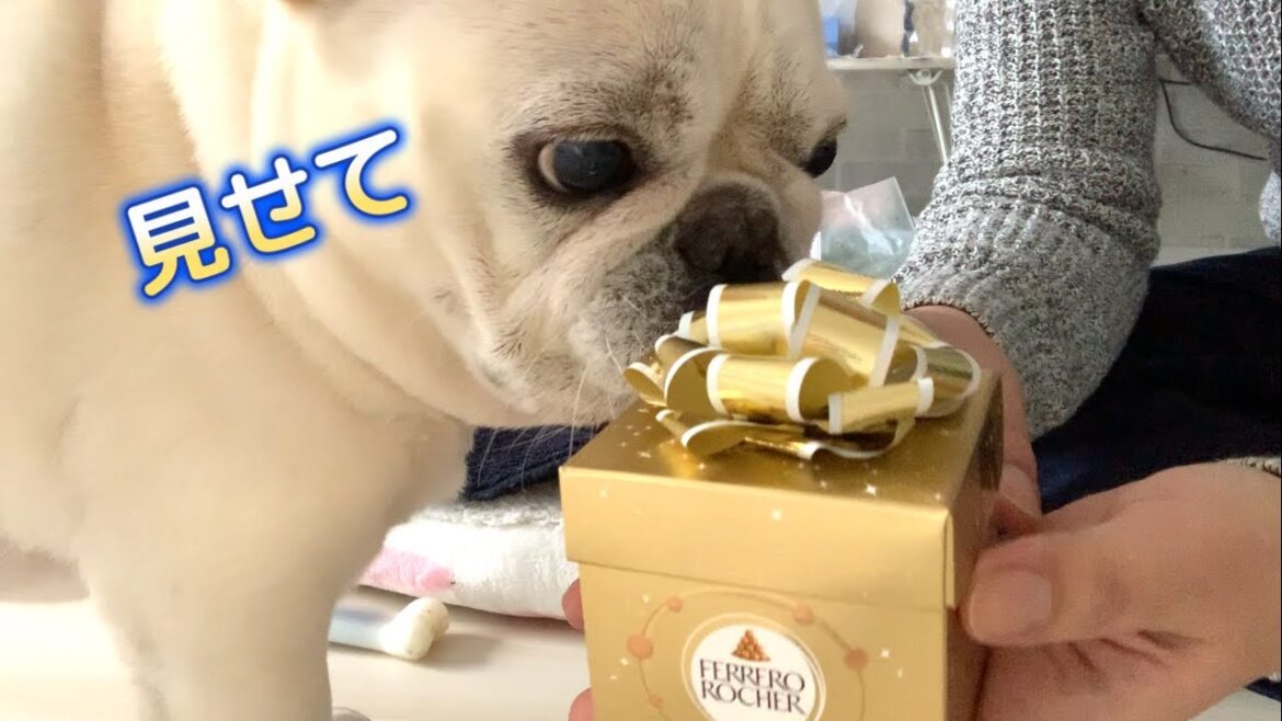 お手伝いのものは全部ボクのもの！！【フレンチブルドッグ frenchbulldog】