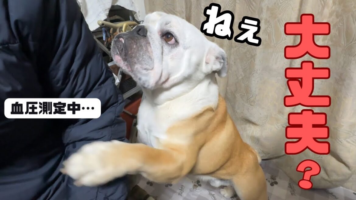 【おはぶる】パパの健康状態が気になりソワソワしてしまうブルドッグ…