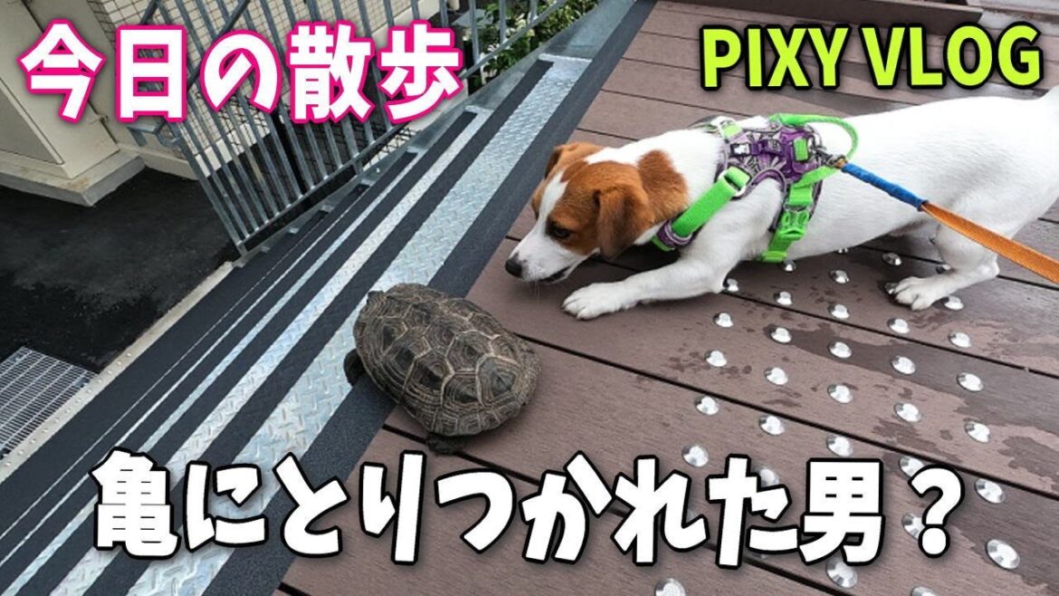 【今日の散歩】亀にとりつかれた男？の巻 Today's walk Wonderful dog life🐶
