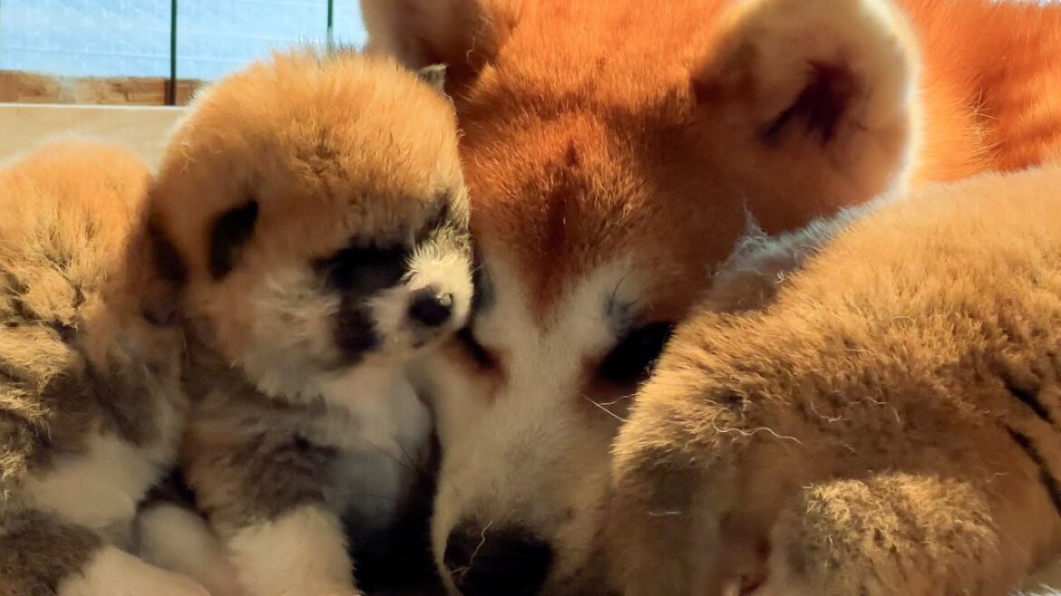 秋田犬の家族＃3　ぬくもり