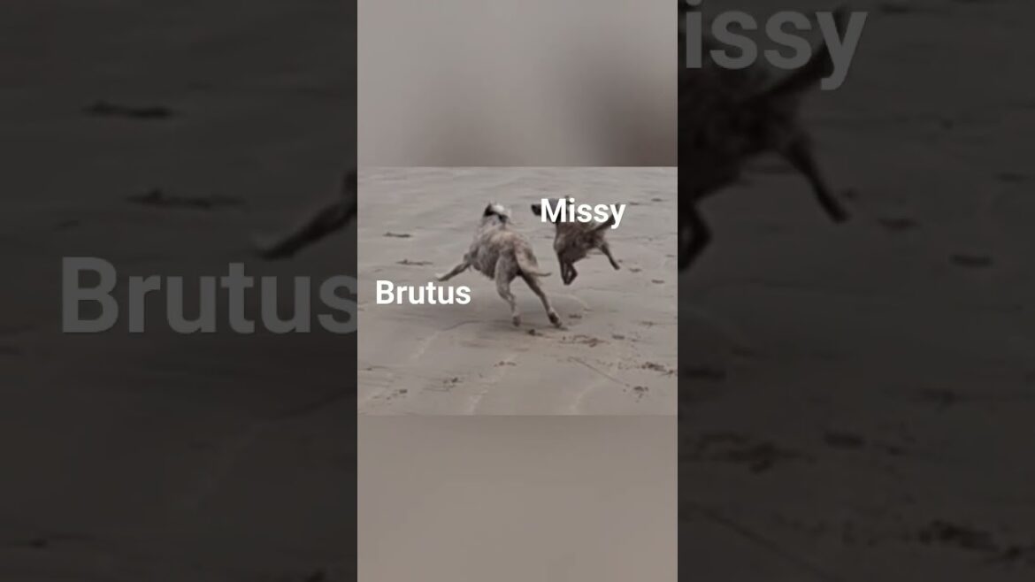 Puppies growing up together, Bedlington Whippets #bedlingtonterrier #dog #whippet #doglover #puppy