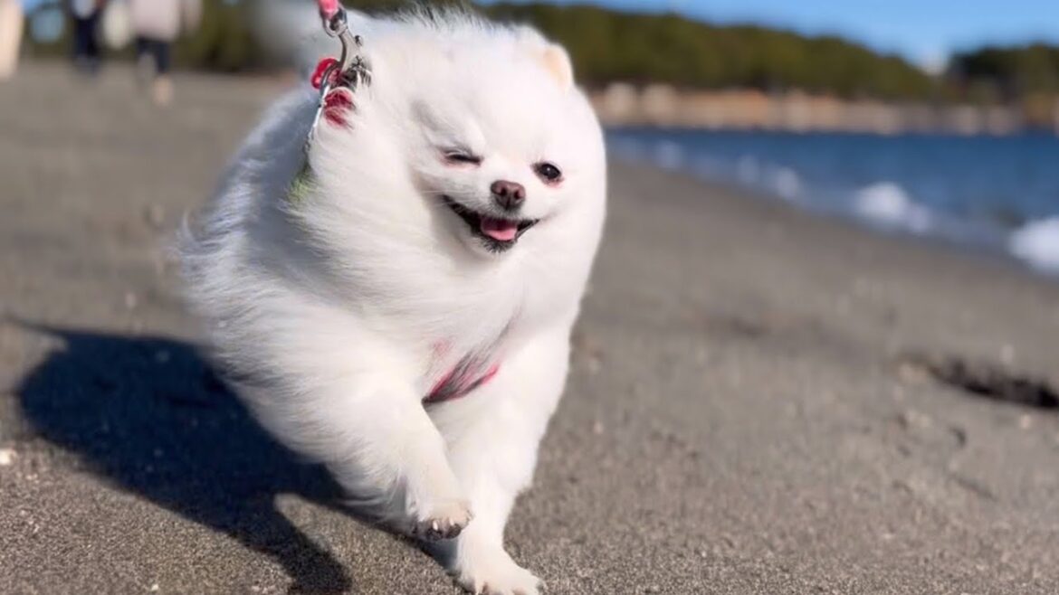 初めて砂浜ダッシュで敗北するポメラニアン 初めて砂浜ダッシュで敗北するポメラニアン