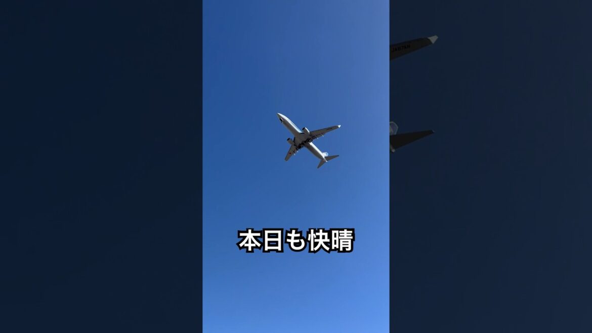 ジェット機が飛んでいく#ジェット機 #快晴 #青空 #コーギーカーディガン #コーギーのいる暮らし #dog