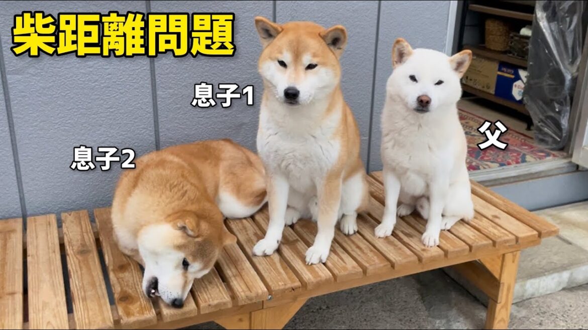 絶妙な柴距離の柴犬たち