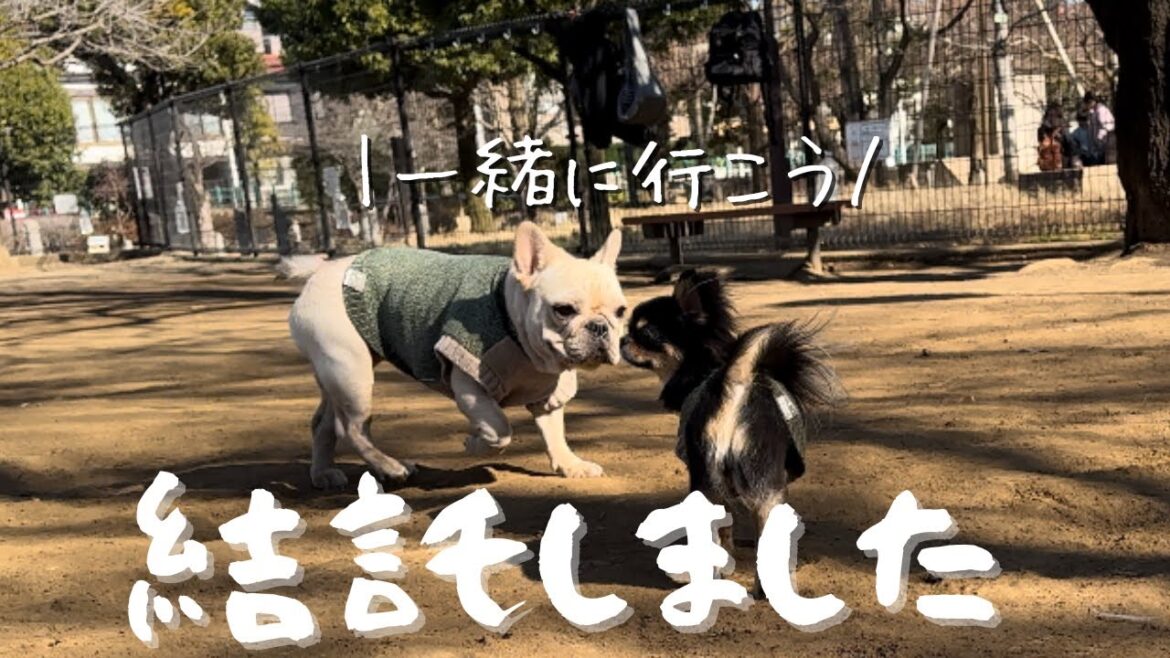 【結託】ドッグラン苦手な愛犬達が、チーム結成をし他のワンちゃんに挑戦しに行きましたw