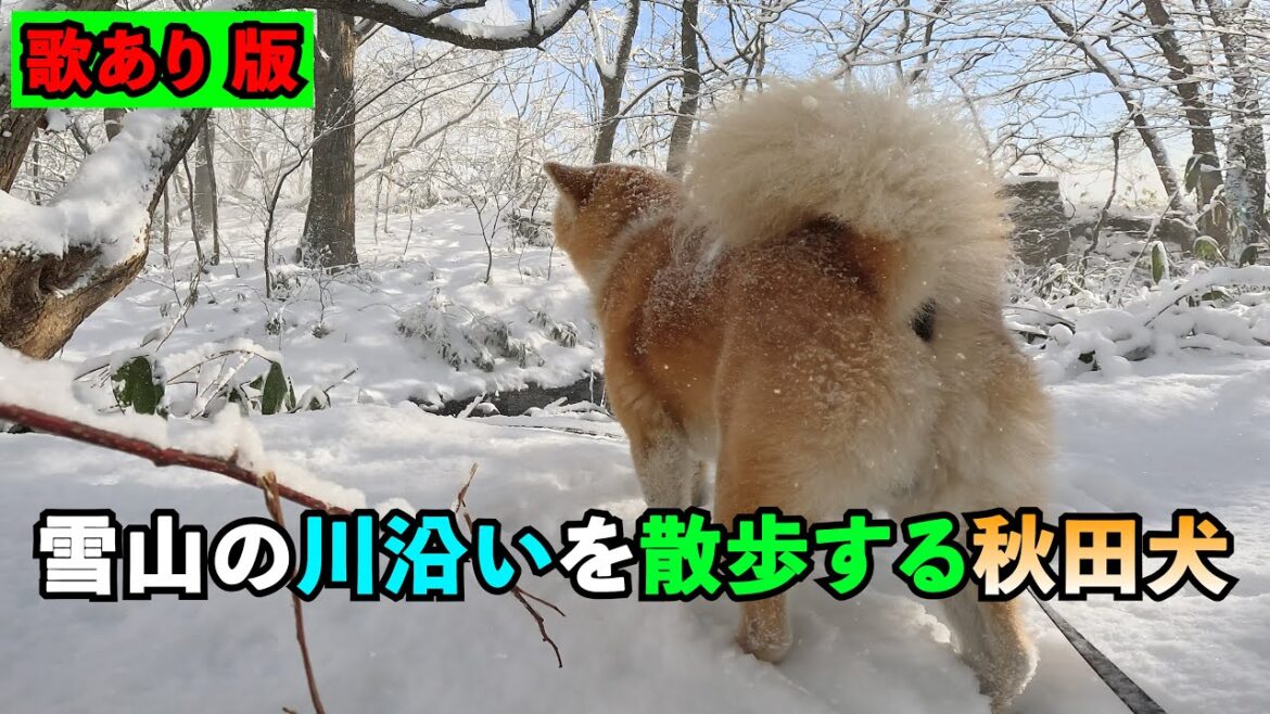 雪山の川沿いを散歩する秋田犬★歌ありバージョン★【びしゃもん】#雪山の散歩 #リラックス #秋田犬  BGM 歌あり版