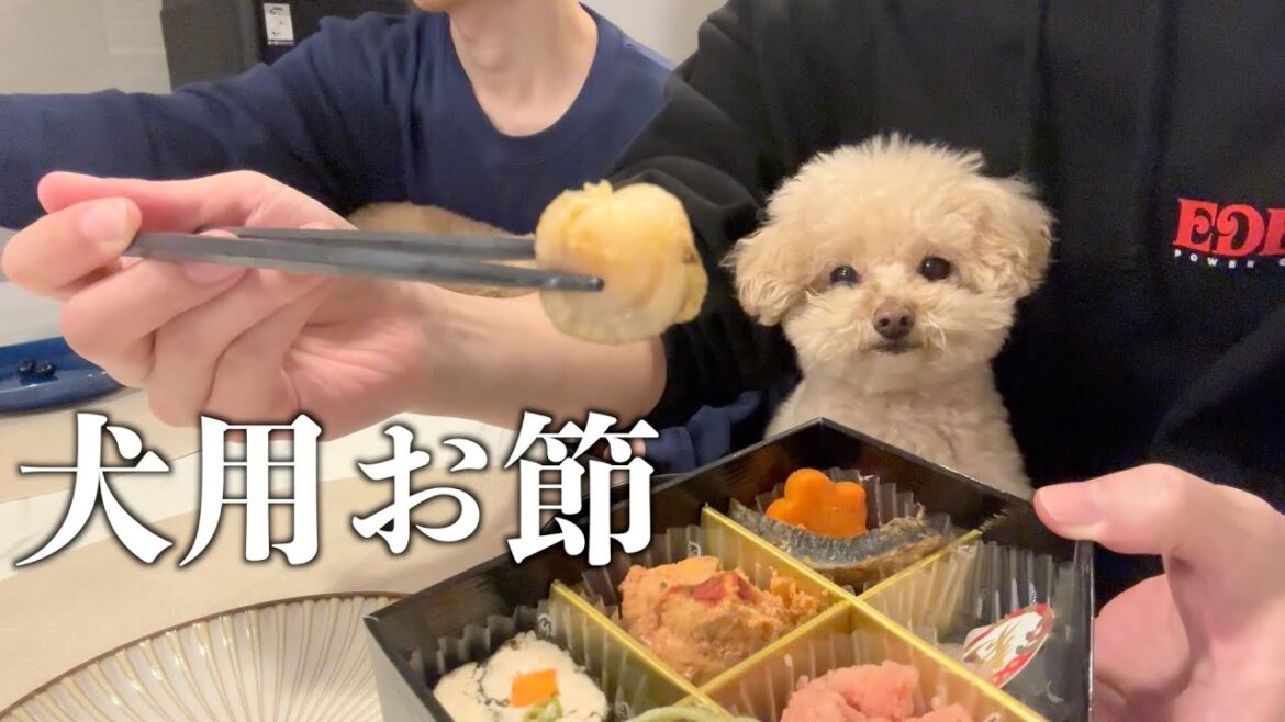 独身男とトイプードルの兄宅で過ごす忘れられないお正月