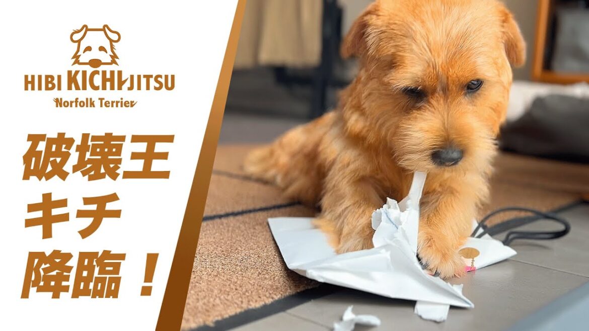 愛犬キチ 紙袋に興奮して破壊王降臨【ノーフォークテリア  norfolkterrier  犬 dog 】