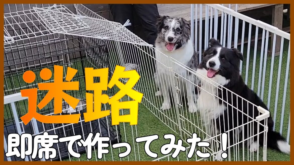 最も賢いと言われる犬達が迷路に挑戦した結果！【ボーダーコリー】