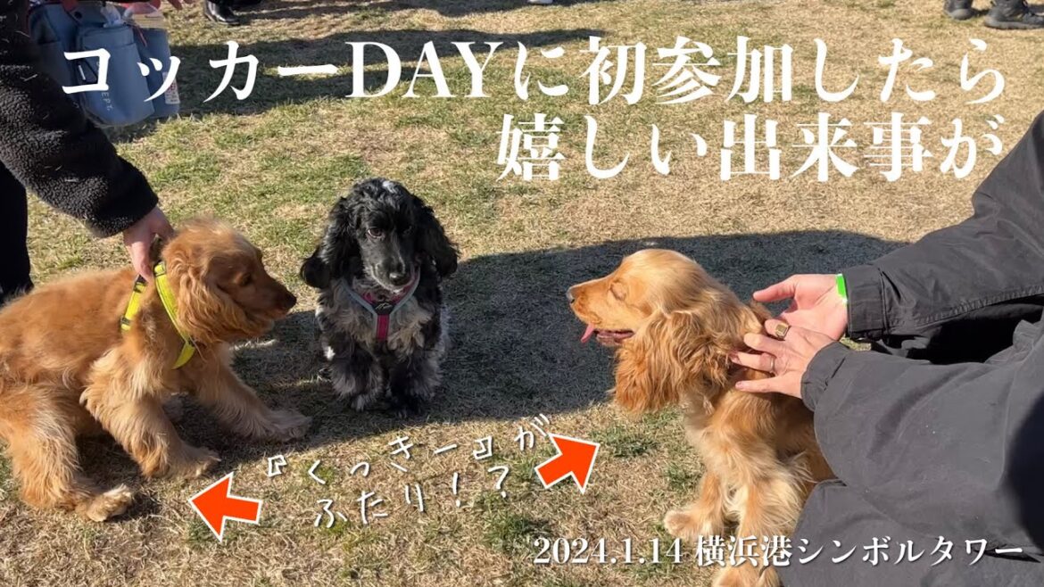 【イベント参加#1】2024.1.14 横浜港シンボルタワーのコッカーDAYに初参加！　イングリッシュコッカースパニエル 「みみ」の気持ち