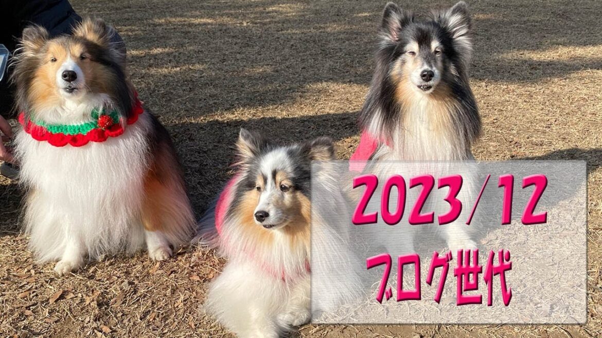 かわいいシェルティ　ブログ世代