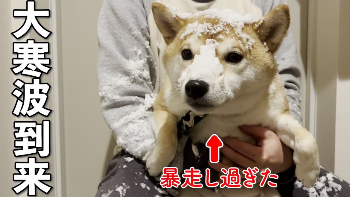 最強の寒波で大雪が降る中、はしゃぎ過ぎた柴犬がこちらです