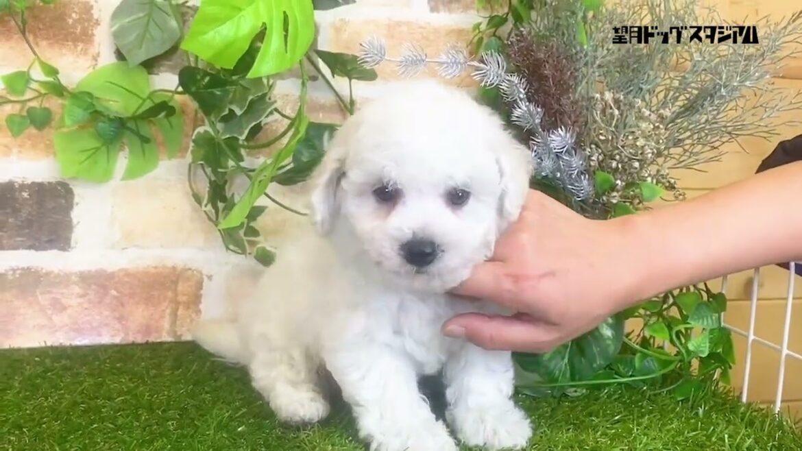 ビションフリーゼ子犬 男の子 2023年11月24日生まれ 父親韓国ミニビション3.2kg  ID3060