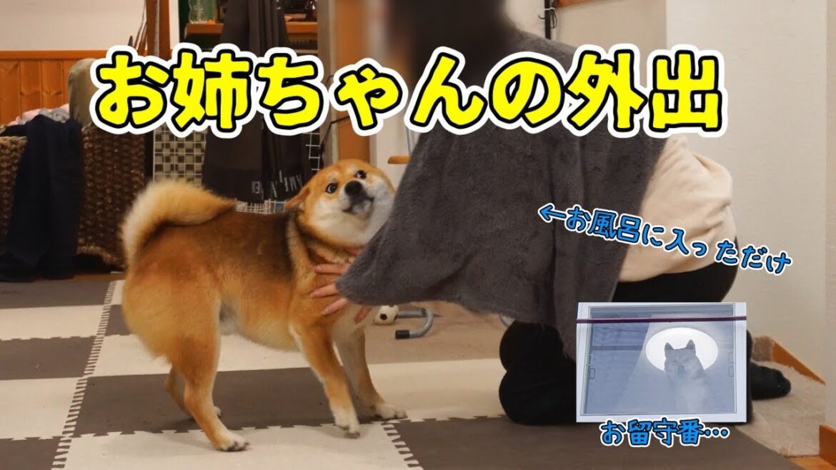 お風呂に入っただけで飛行機耳で迎える柴犬てぃーだが急にお留守番になりました…　#柴犬てぃーだ #柴犬 #かわいい