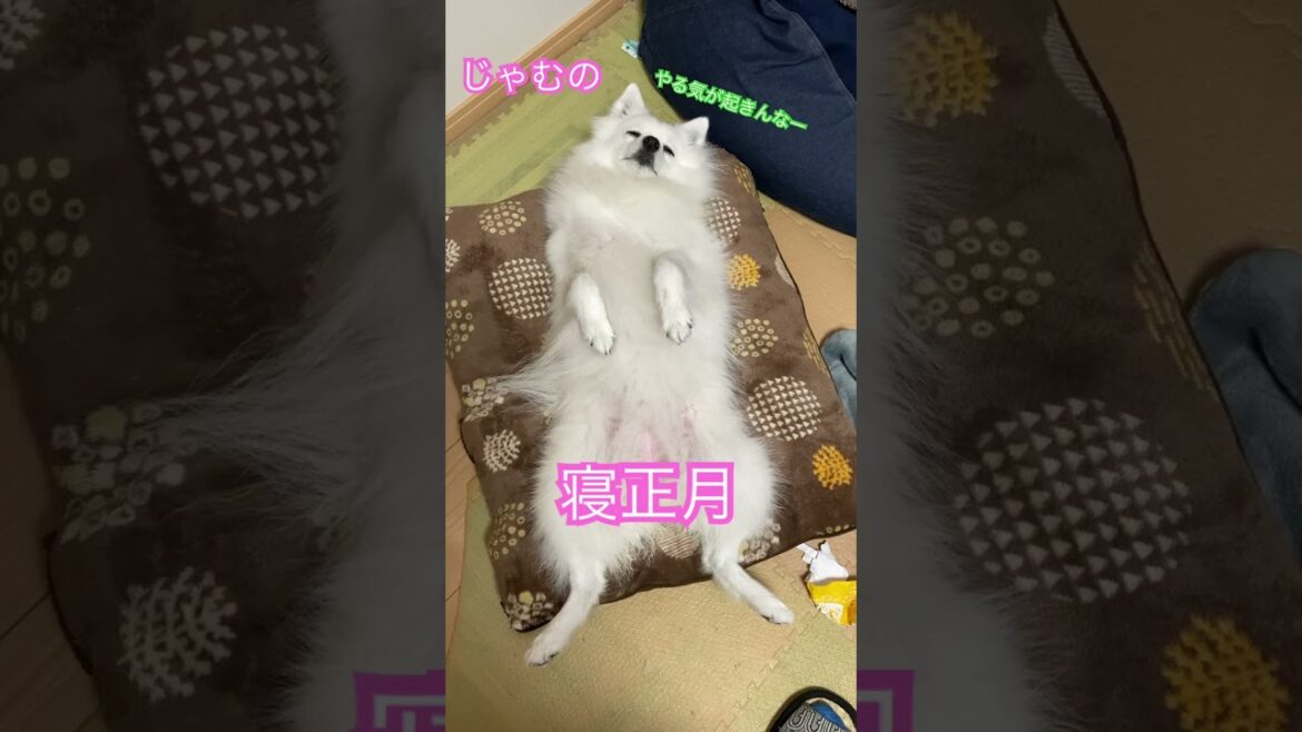 正月の過ごし方 #日本スピッツ