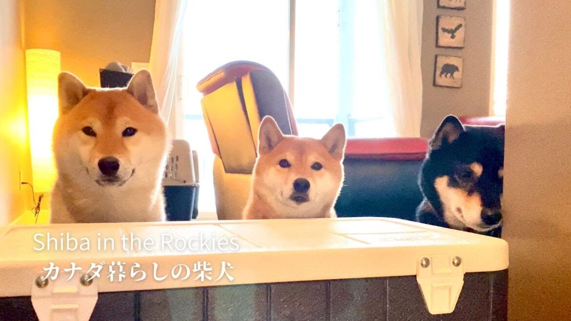 思い出が詰まった家での最後の日を一緒に過ごす柴犬たち【4K】カナダ海外生活