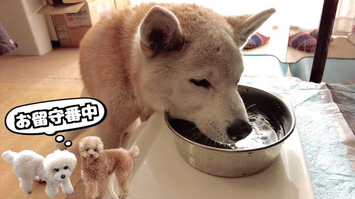 実家の柴犬(16歳6ヶ月)にお正月の挨拶へ行ってきました! 実家の柴犬(16歳6ヶ月)にお正月の挨拶へ行ってきました!