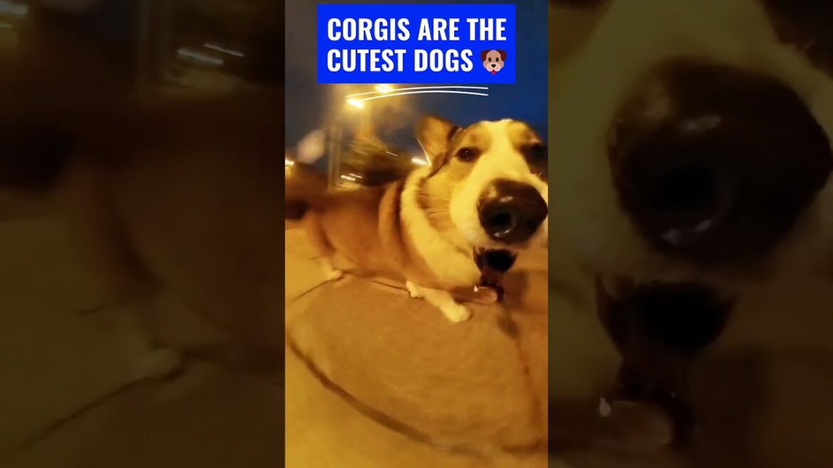 Ever seen a Corgi 🐶 taking the silliest selfies? 😂 You won't regret watching 💯. Intrigued?🧡 #shorts