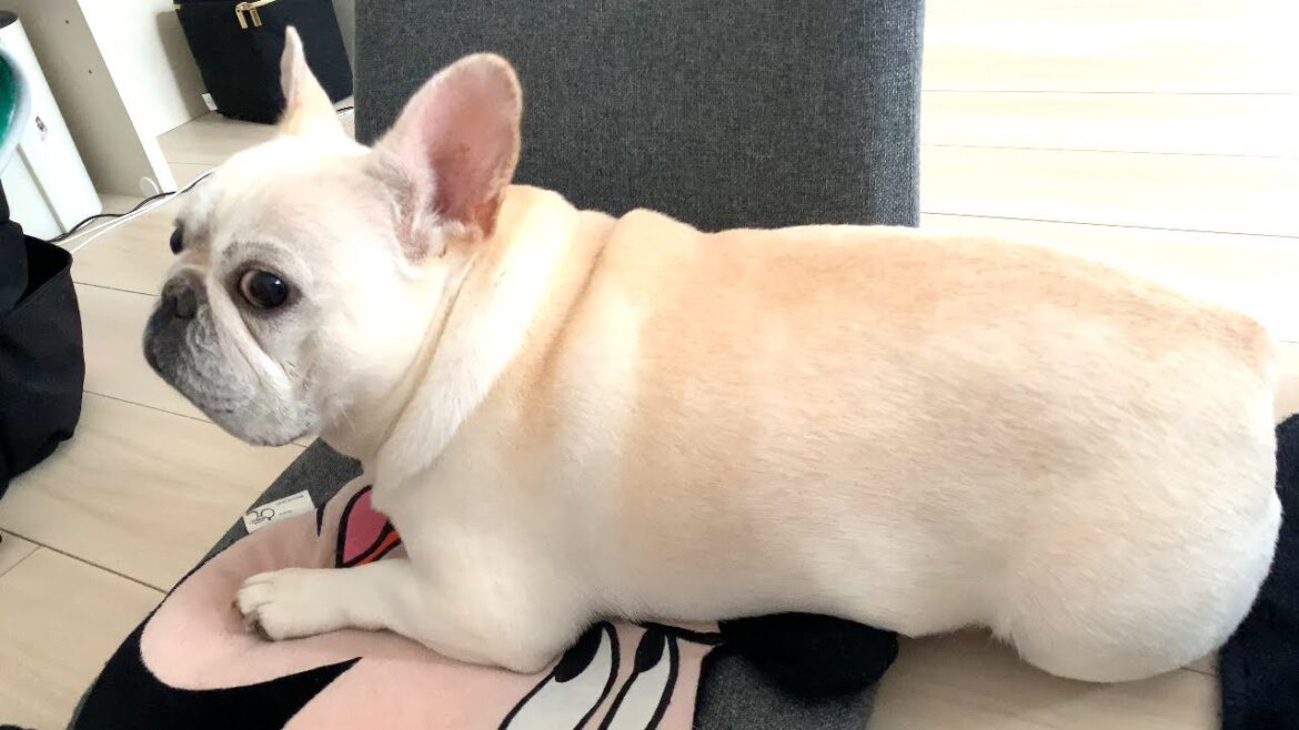 ぽーちゃんのせい!【フレンチブルドッグ frenchbulldog】 ぽーちゃんのせい!【フレンチブルドッグ frenchbulldog】