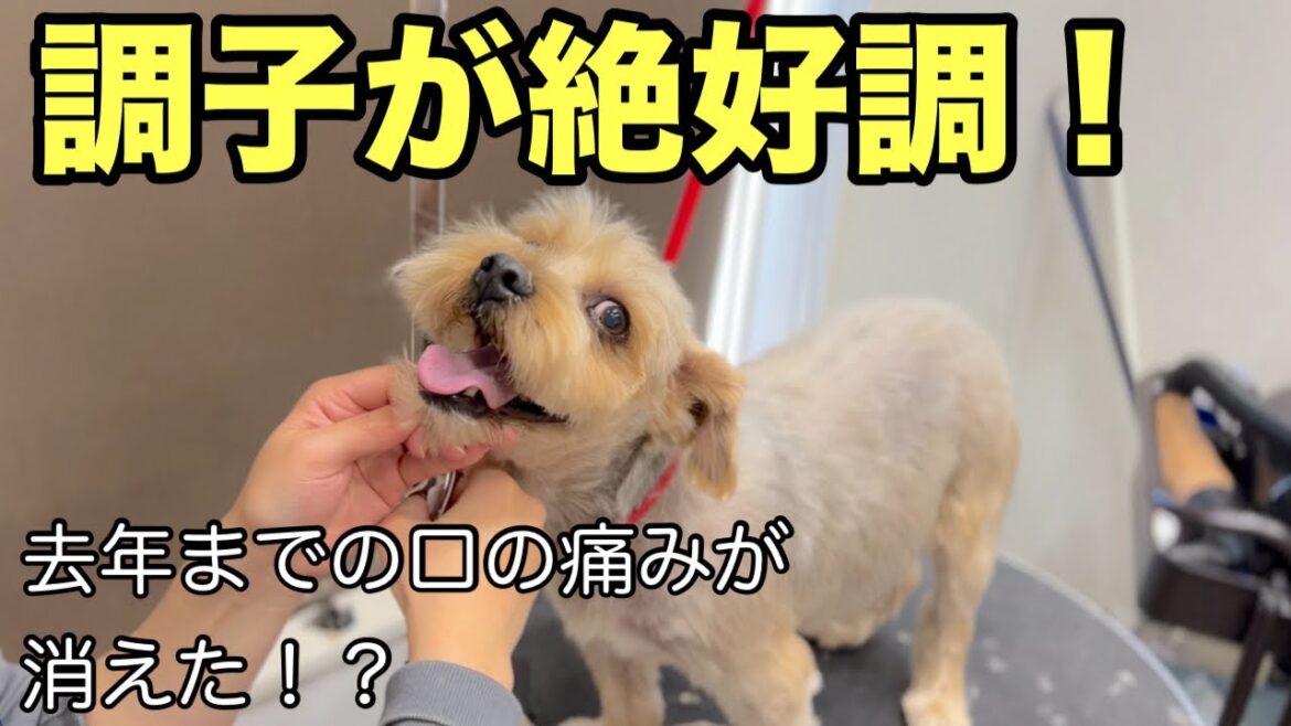 体の調子が良くなったヨークシャーテリアのトリミング✂︎（マロンくん）