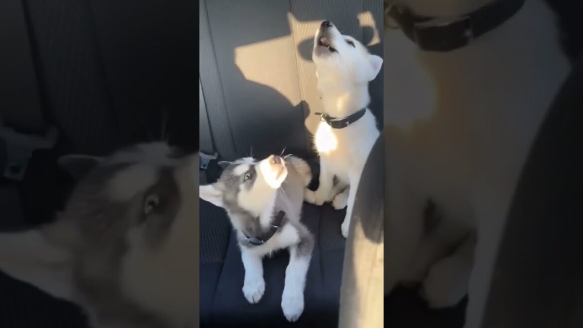 Funny dogs. Cute Husky  | Funny Animals, | wait for revenge. #shorts #funny #motivational #dog #2024