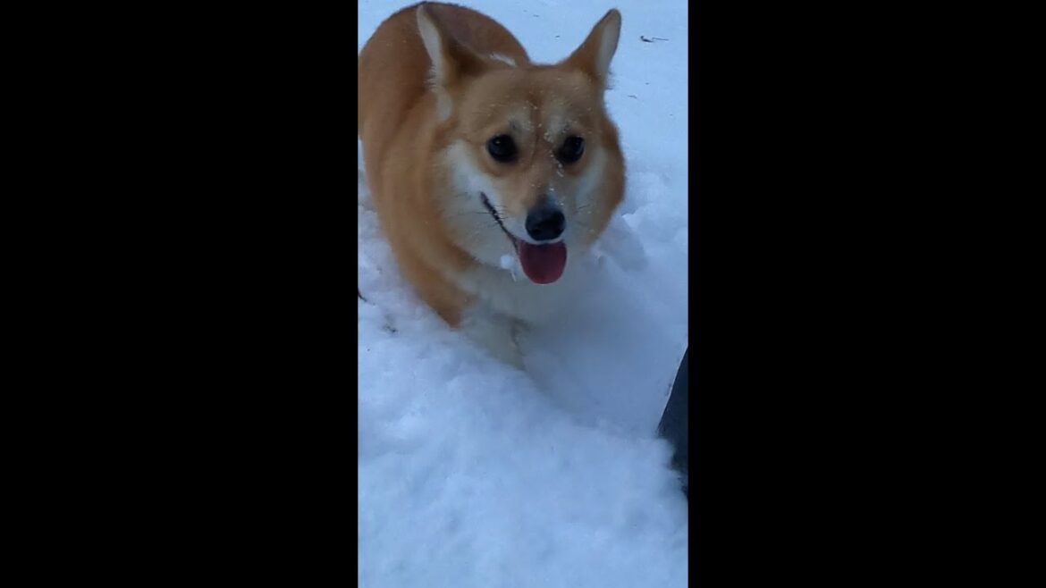 雪の中をついてくるコーギー / Corgi following me in the snow #コーギー #corgi #サクラ