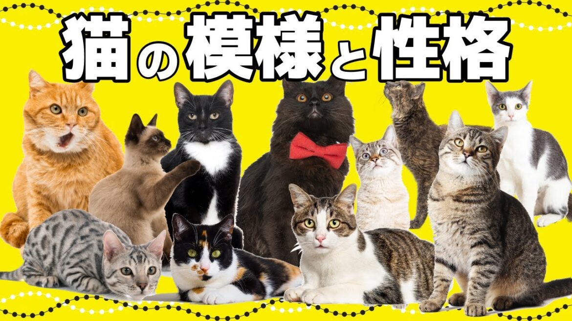 いくつ知ってる？猫の毛柄の種類はこんなに多い！【猫の模様・柄の分類と性格】