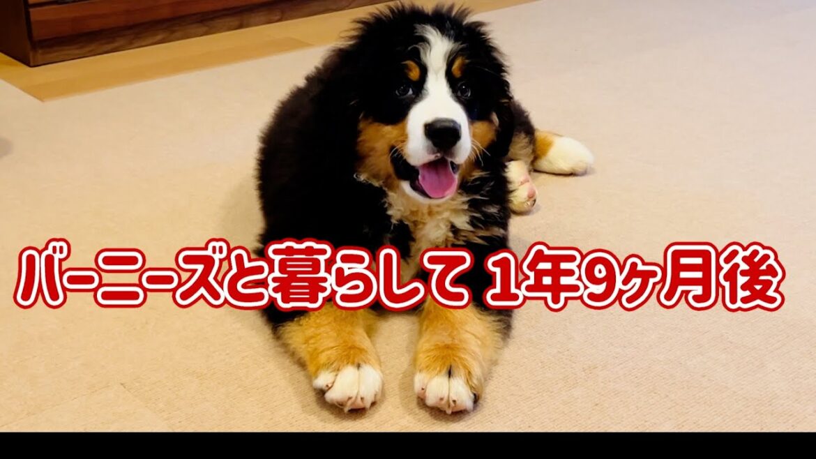 もうすぐ2歳のバーニーズマウンテンドッグ 部屋のタイルマット交換