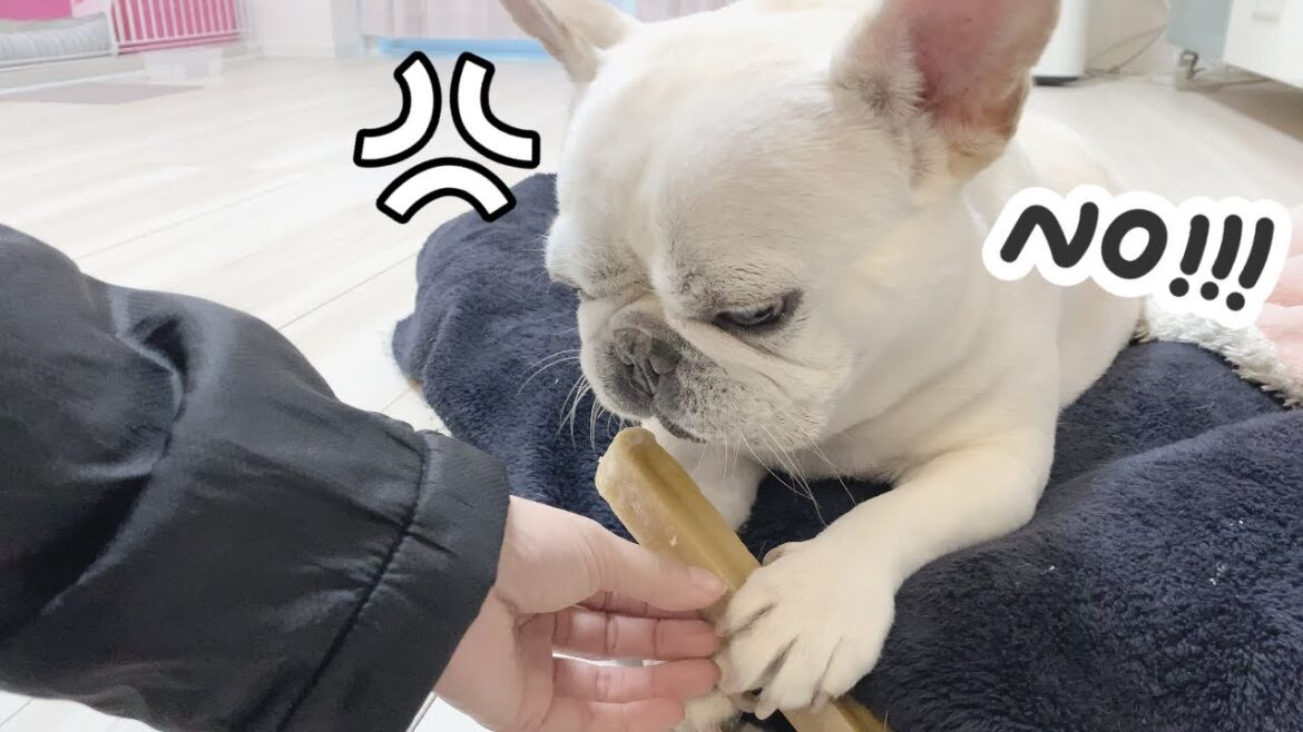 愛犬から大好物を取り上げたら…この怒り顔ｗｗｗｗｗ【フレンチブルドッグ frenchbulldog】