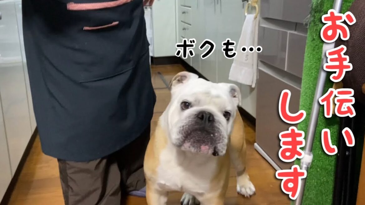 【おはぶる】万年寝太郎が早起きをして、バアバのお手伝いをするも…再度就寝を促されるブルドッグw 【おはぶる】万年寝太郎が早起きをして、バアバのお手伝いをするも…再度就寝を促されるブルドッグw