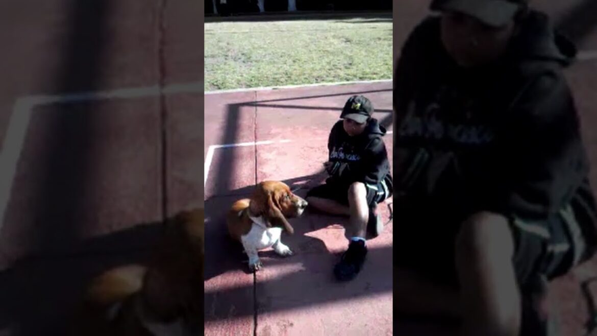 #shorts | El pachón | #bassethound #funypets #bassethounds #doglover #funnyanimals #funnyshorts