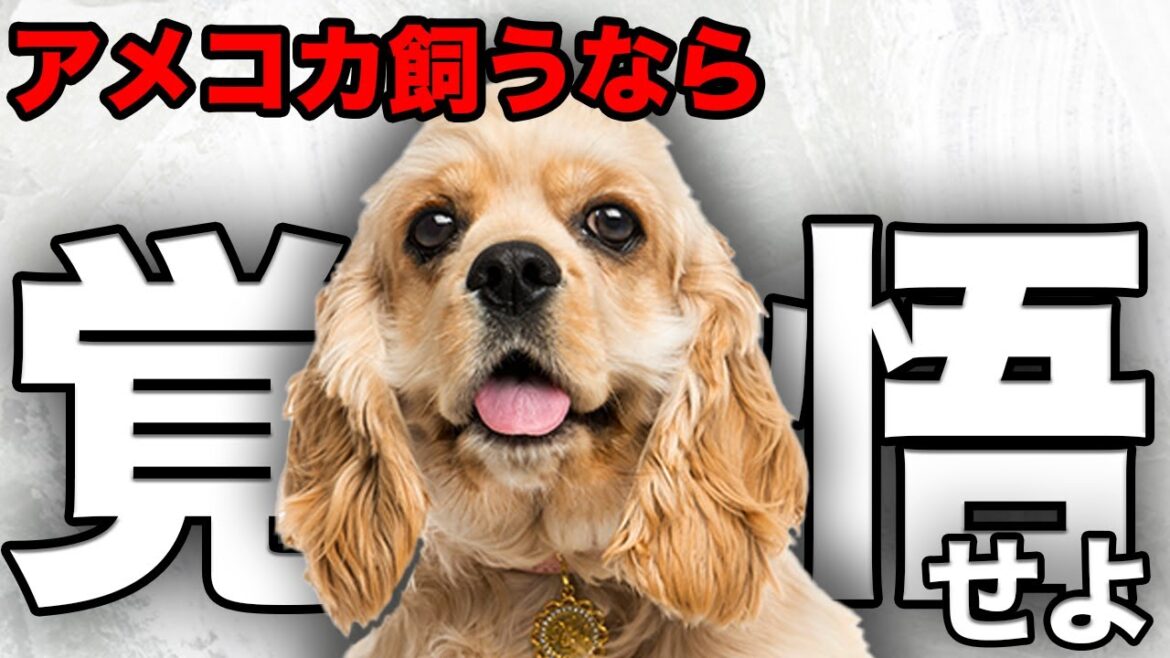 【解説】迎える前に1度見て!アメリカン・コッカー・スパニエルの魅力や注意点について教えます! 【解説】迎える前に1度見て!アメリカン・コッカー・スパニエルの魅力や注意点について教えます!