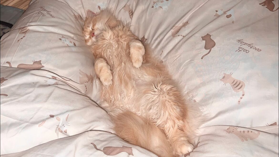 深夜1時過ぎ、飼い主の布団の上に現れるもふもふ猫。【スコティッシュフォールド】