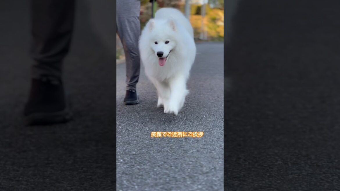 【サモエド】笑顔で朝の挨拶！「みんな、おはよう！！☀️」
