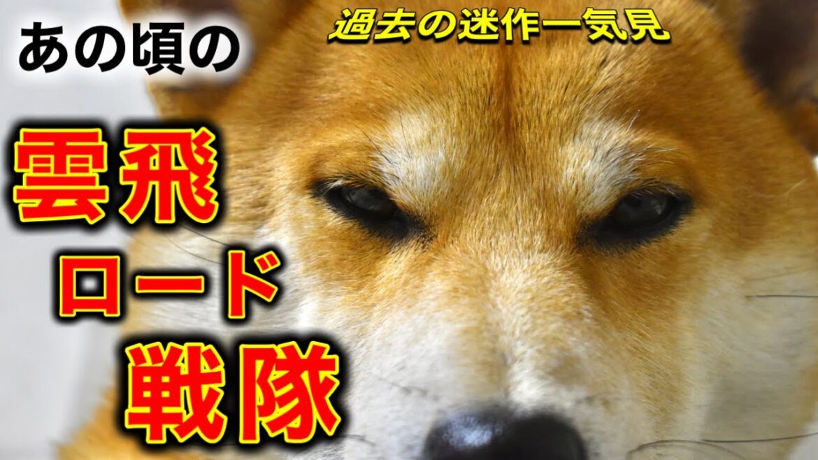 約1年前の柴犬こむぎとあるじのステップ【一気見】 約1年前の柴犬こむぎとあるじのステップ【一気見】
