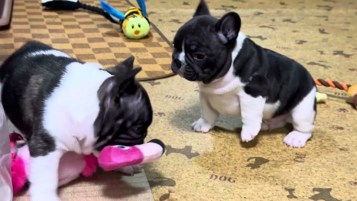 フレンチブルドッグ　うたBaby 12月9日生まれ　男の子