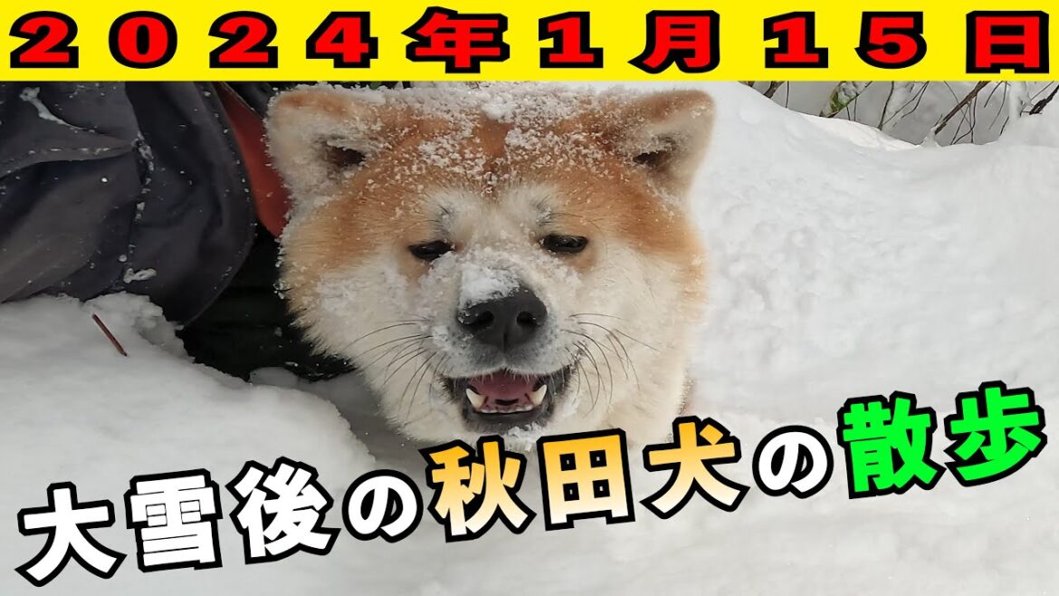 ２０２４年　大雪後の秋田犬のお散歩①【びしゃもん】