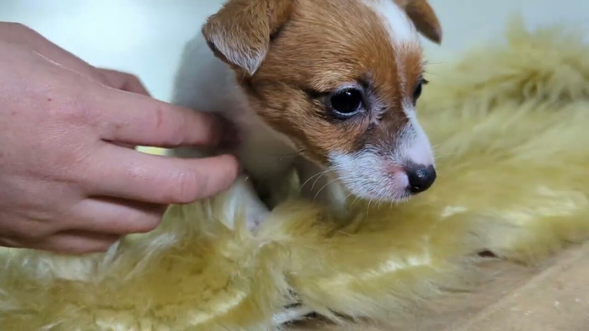 ジャックラッセルテリア子犬（11月27日生まれ、メス）