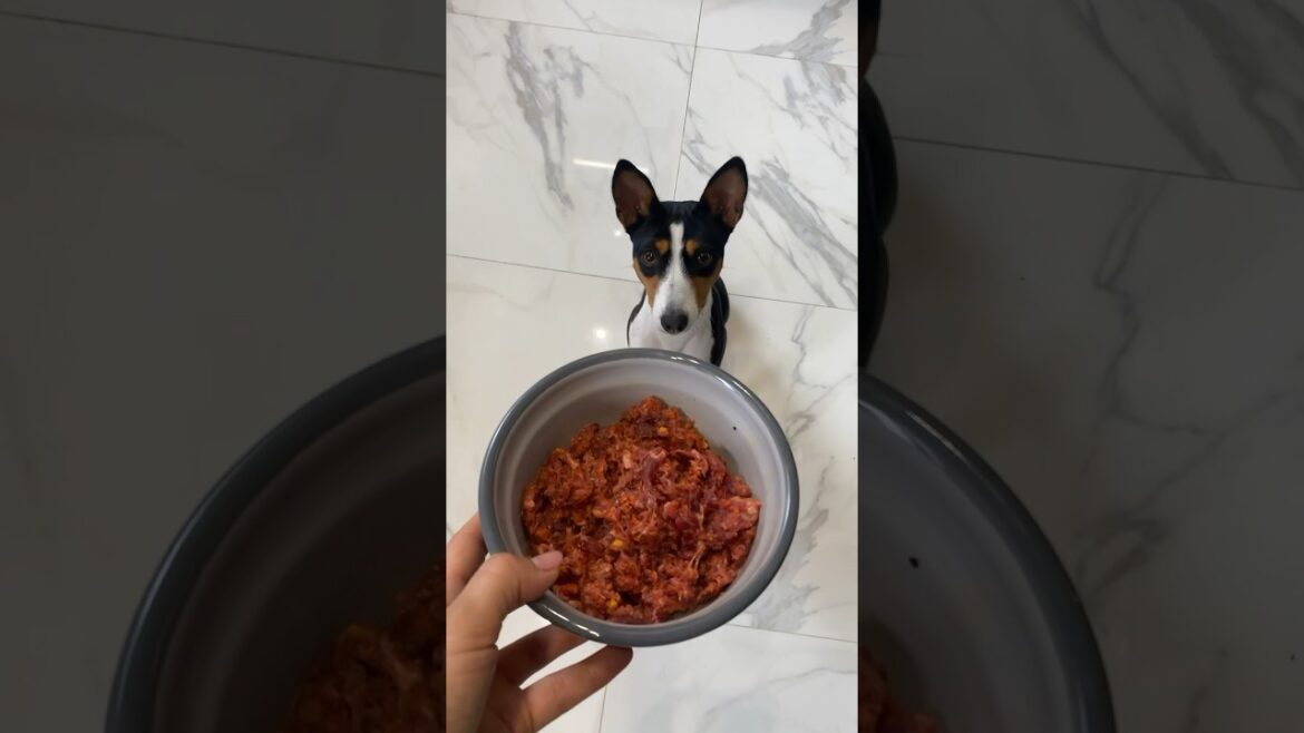 Басенджи Лея полностью здорова на натуральных рационах BEST FOR FRIEND🥩